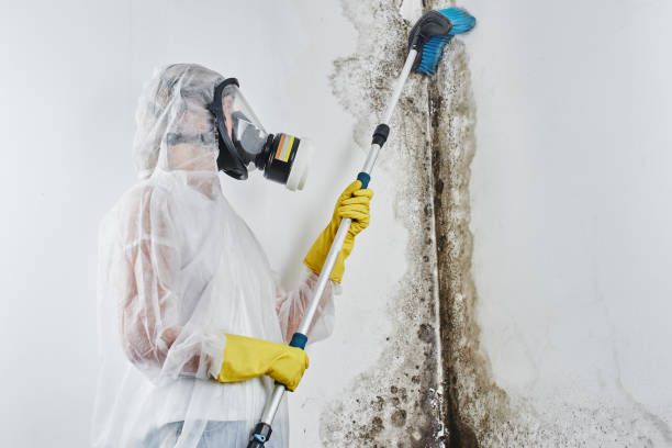 Best Kitchen Mold Remediation in Lake Secession, SC