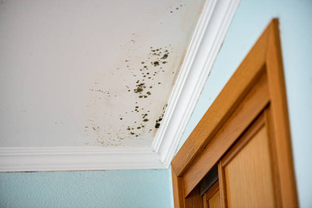 Best Localized Mold Remediation (e.g., coastal areas, humid climates) in Lake Secession, SC