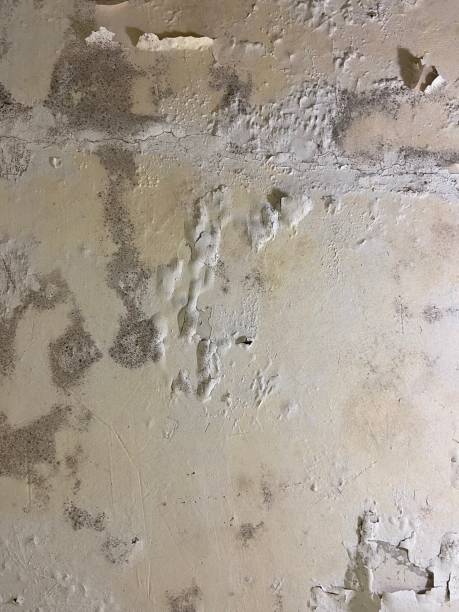 Best Industrial Mold Remediation in Lake Secession, SC
