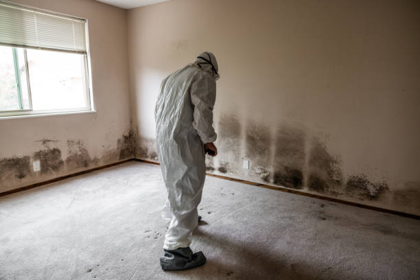 Best Insurance-Related Mold Remediation in Lake Secession, SC