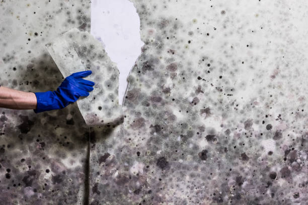 Best Emergency Mold Remediation in Lake Secession, SC