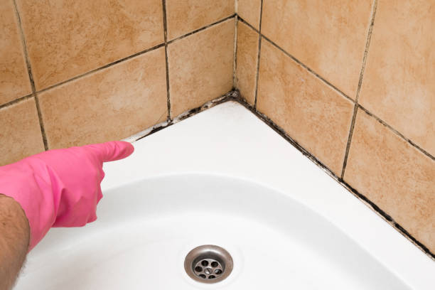 Best Post-Flood Mold Remediation in Lake Secession, SC
